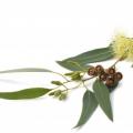 Eucalyptus globuleux