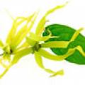 Ylang ylang une 1